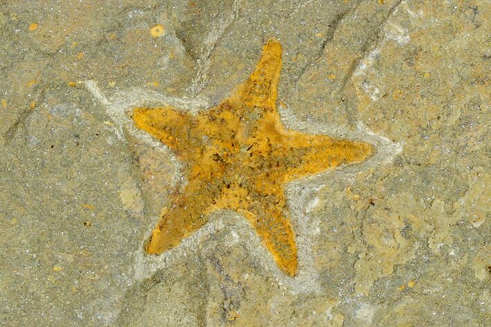 Ordovician Starfish (Petraster?) Fossil - Morocco #118063